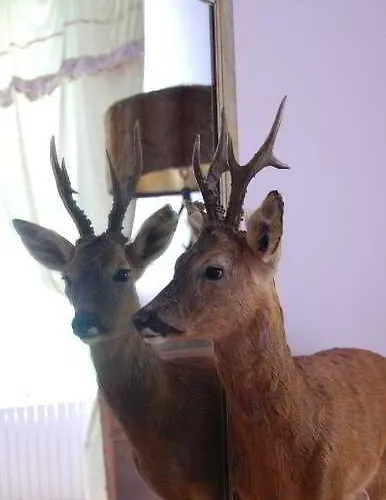 Maison Stella Cadente, Maison D'Hotes Artistique Et Jardin A Provins 3* Provins